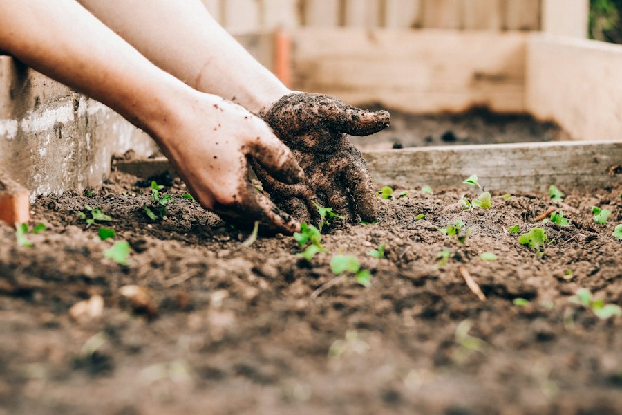 Mains plantant de jeunes semis en pleine terre